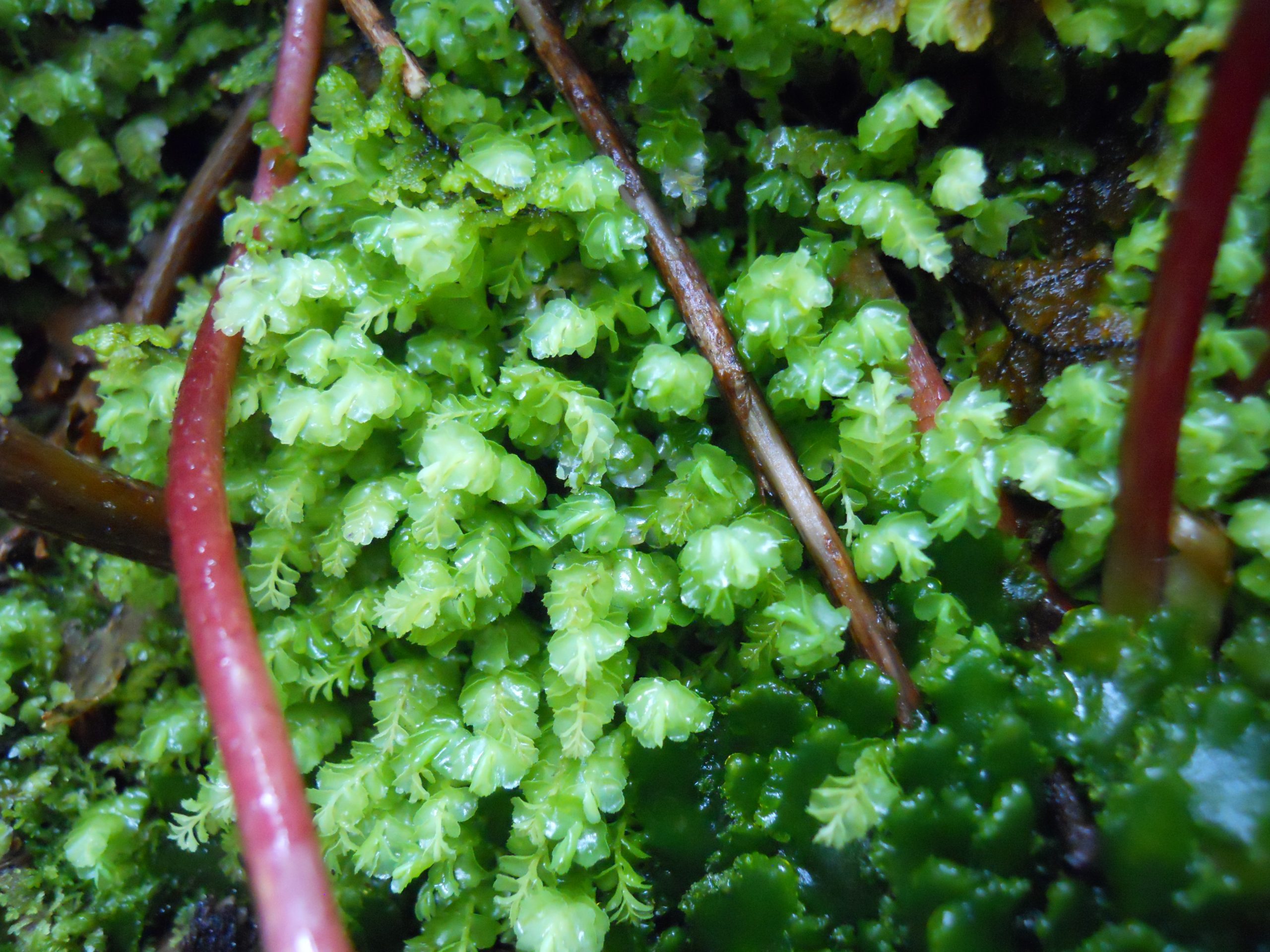 Mosses – Division Bryophyta - Plant & Pest Diagnostics